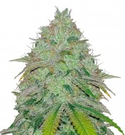 Green Crack Feminized