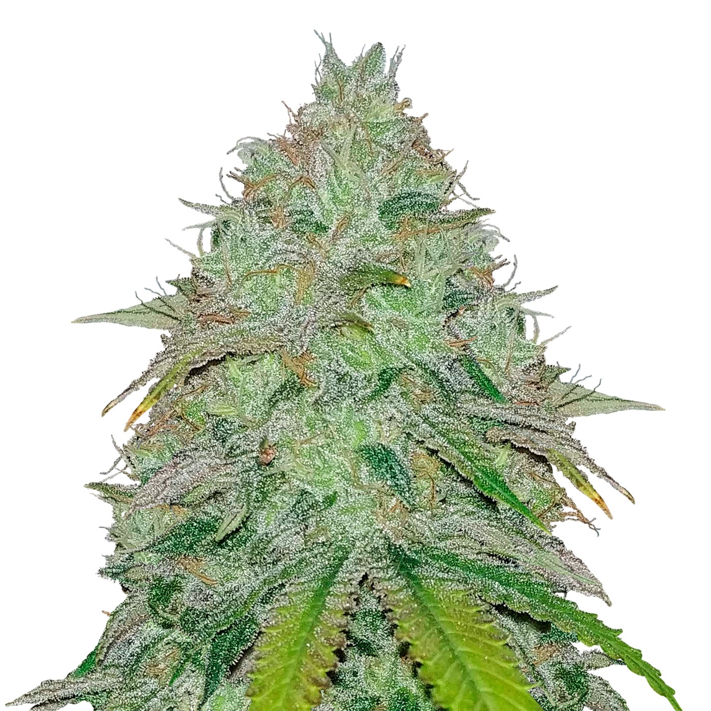 Green Crack Feminized