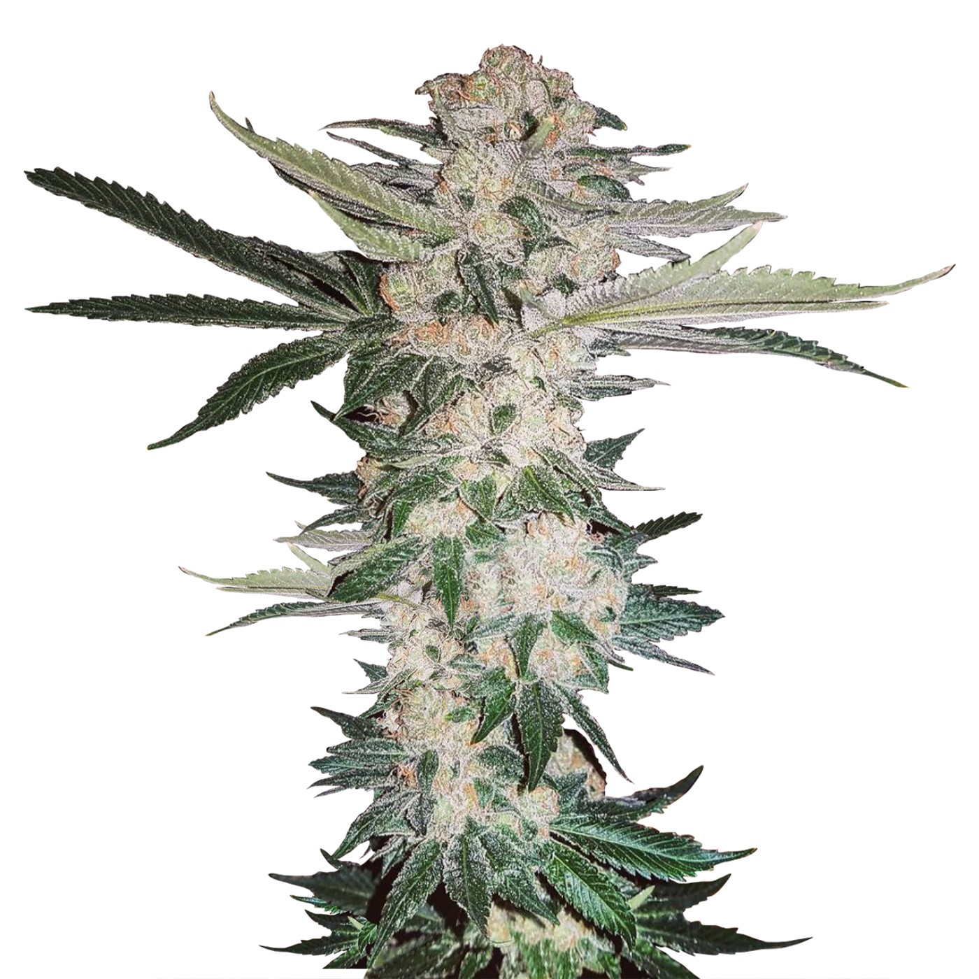 NYC Diesel Regular