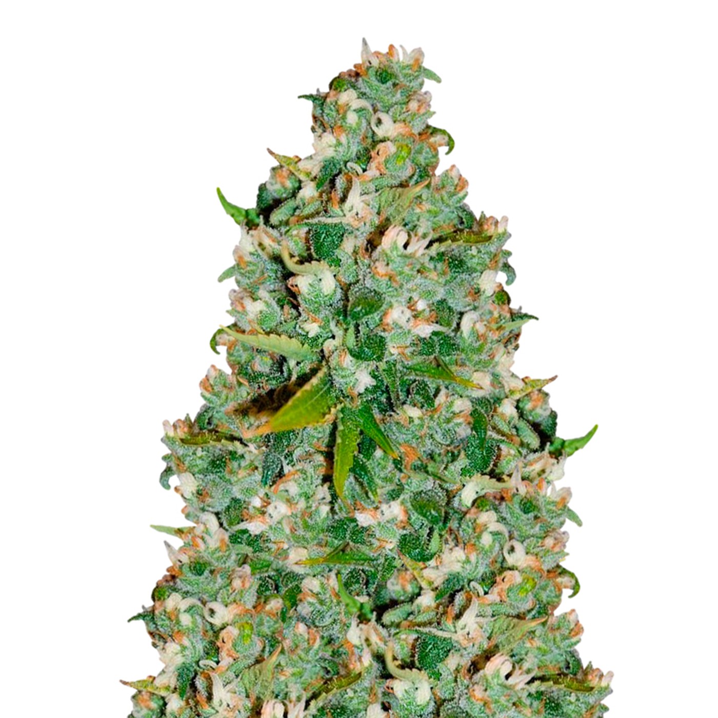 Goji OG Feminized
