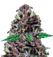 Purple Kush Feminized
