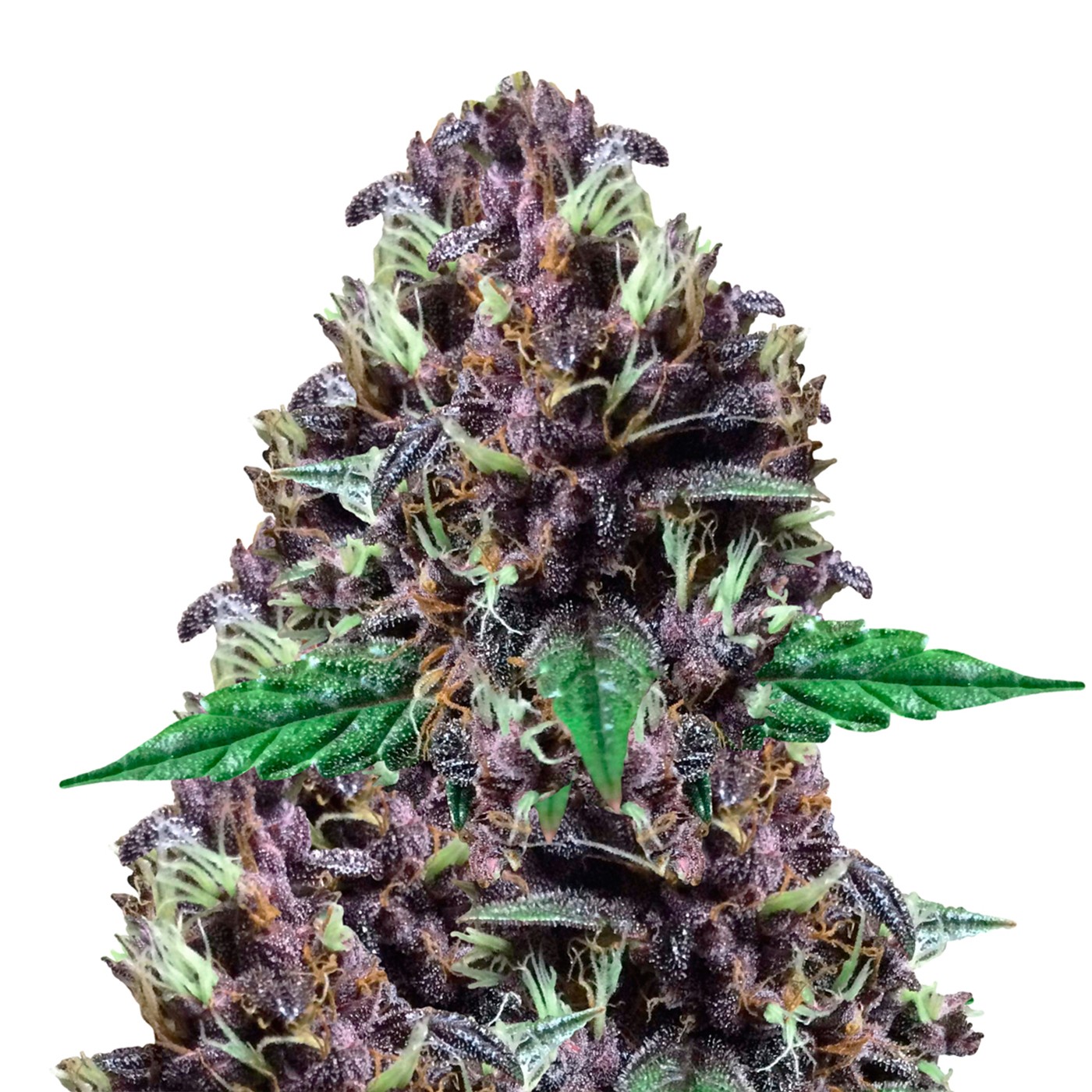 Purple Kush Feminized