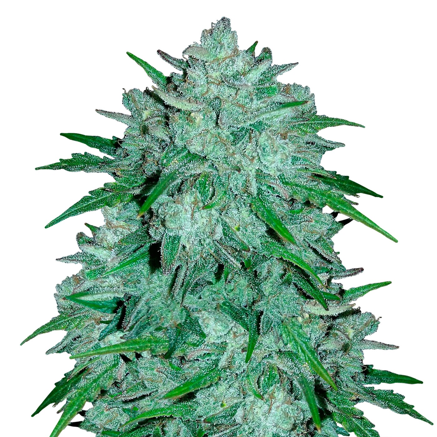 Skywalker OG Feminized