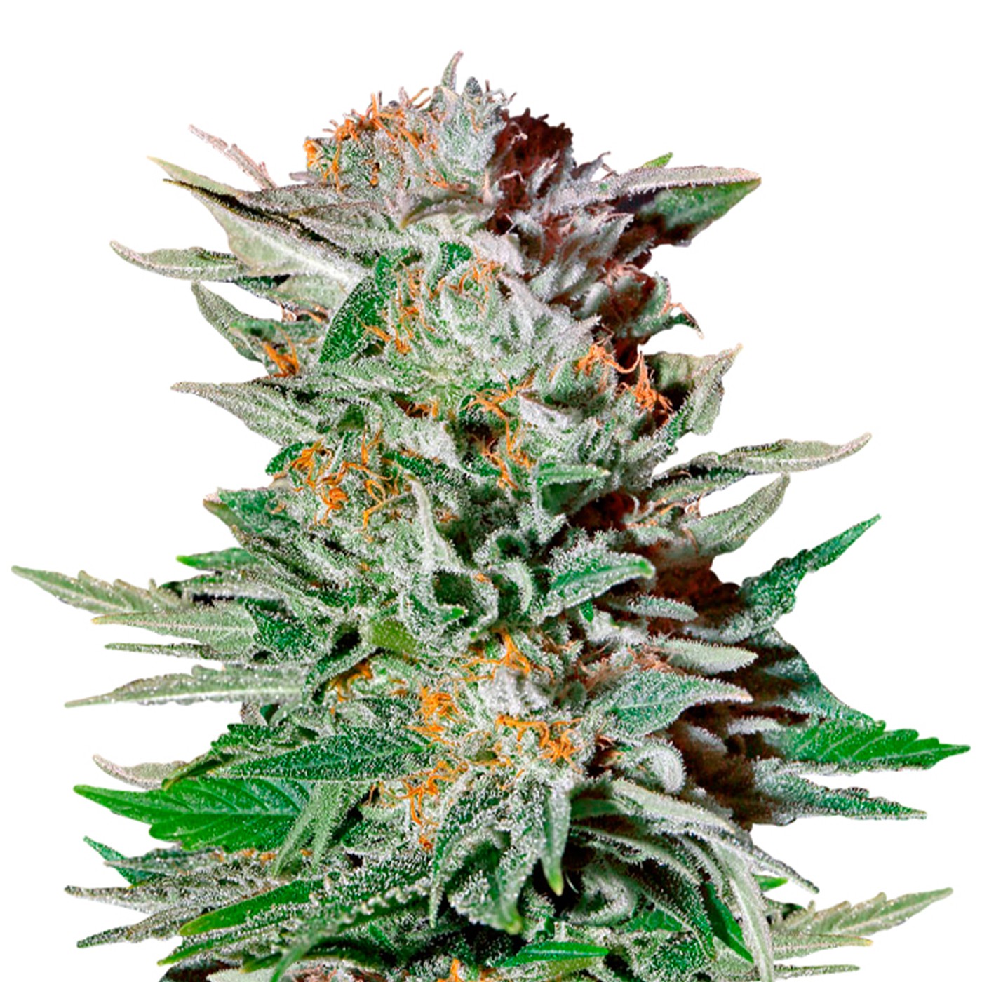 Super Lemon Haze Feminized