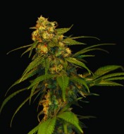 Lemon Kush Feminized