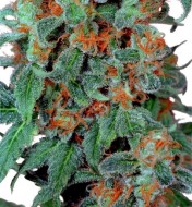 Orange Bud Feminized
