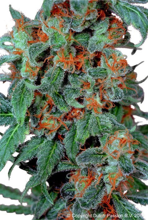 Orange Bud Feminized