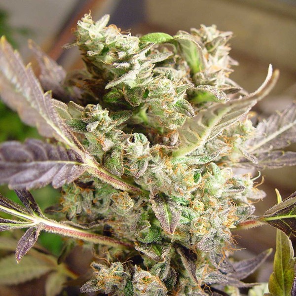 Somango Feminized