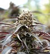 White Runtz Feminized