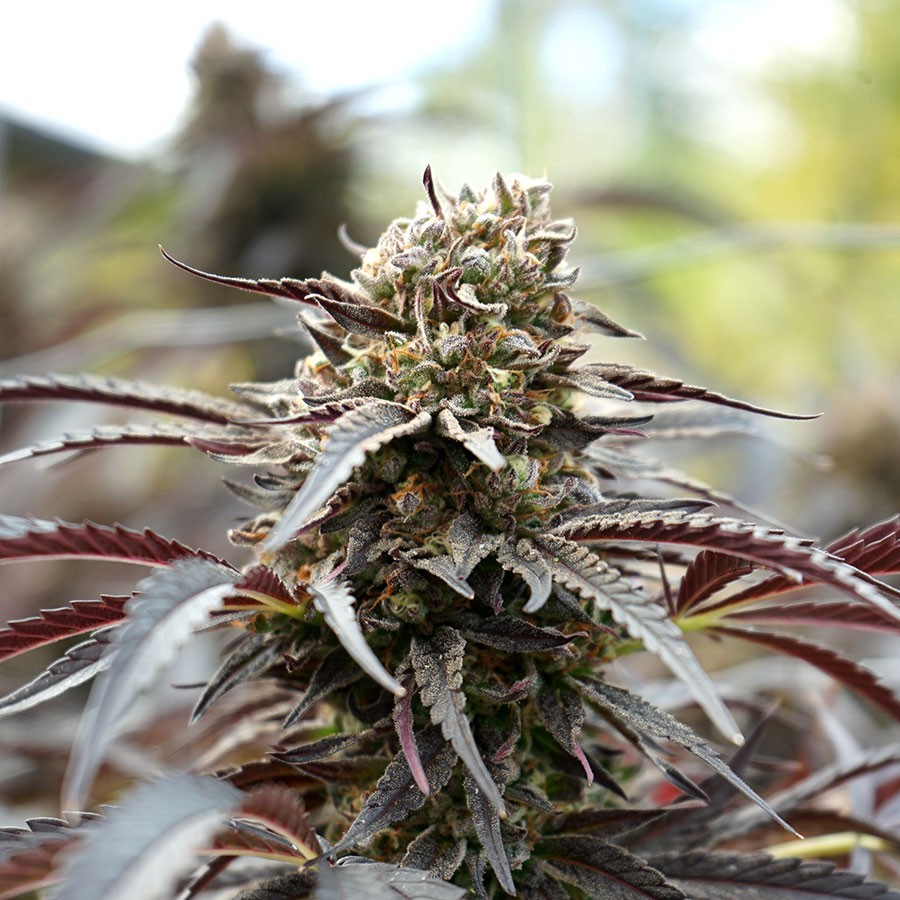White Runtz Feminized
