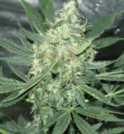 Maui Waui Feminized