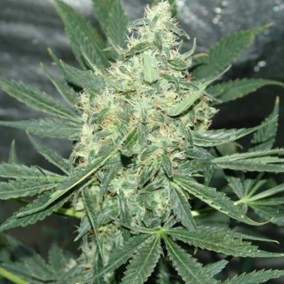 Maui Waui Feminized