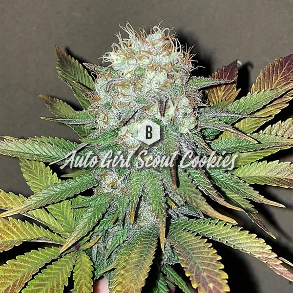 Cookies F1 Auto