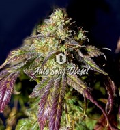 Sour Diesel Autoflower