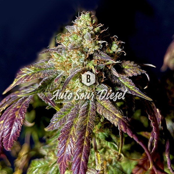 Sour Diesel Autoflower