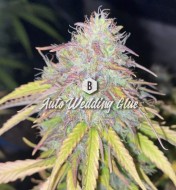 Wedding Cake Feminized