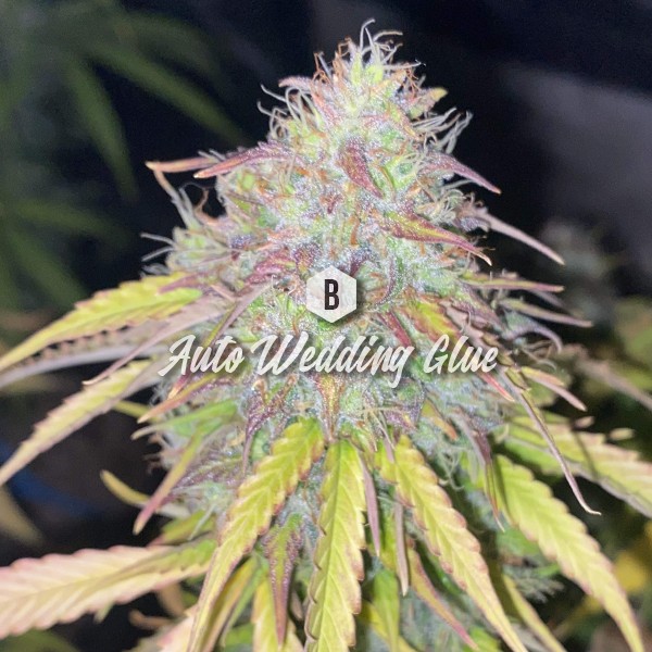 Wedding Cake Feminized