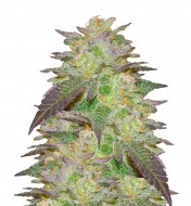 Godfather OG Feminized