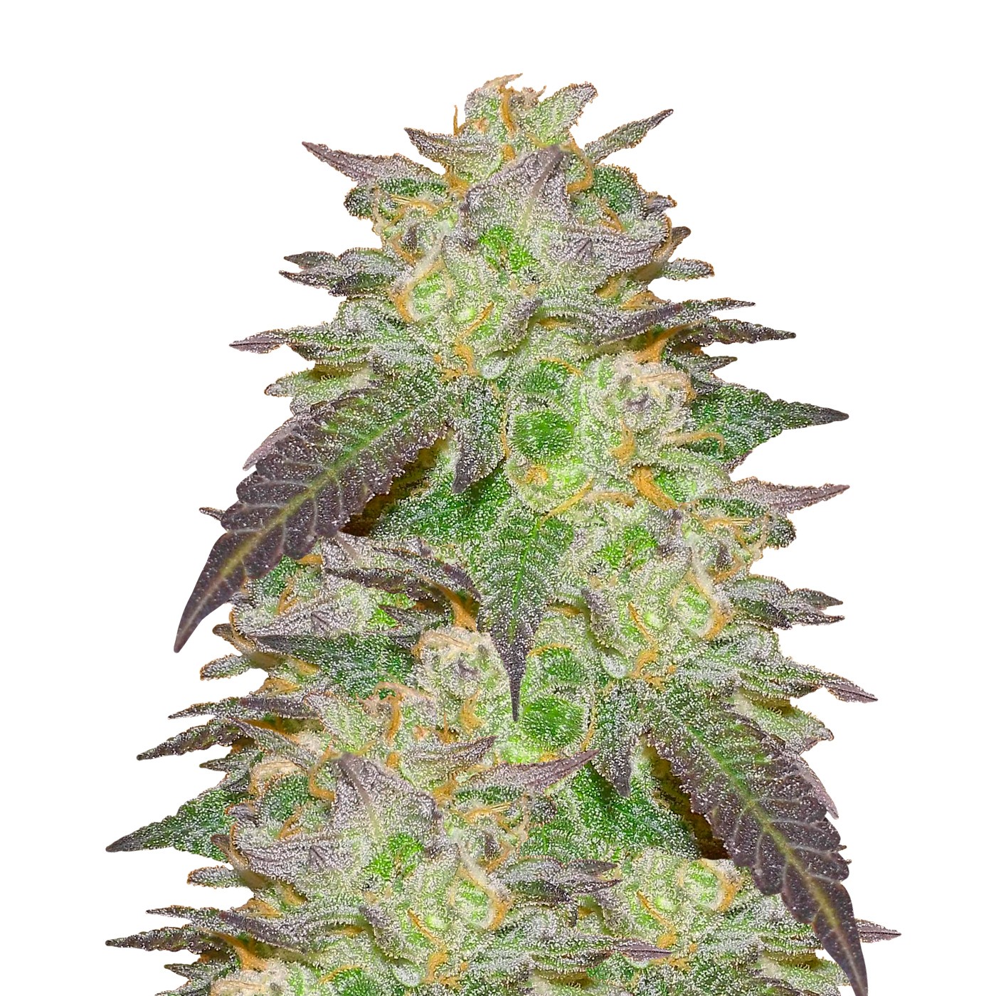 Godfather OG Feminized