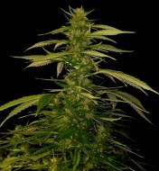 Lemon Haze Fast Version