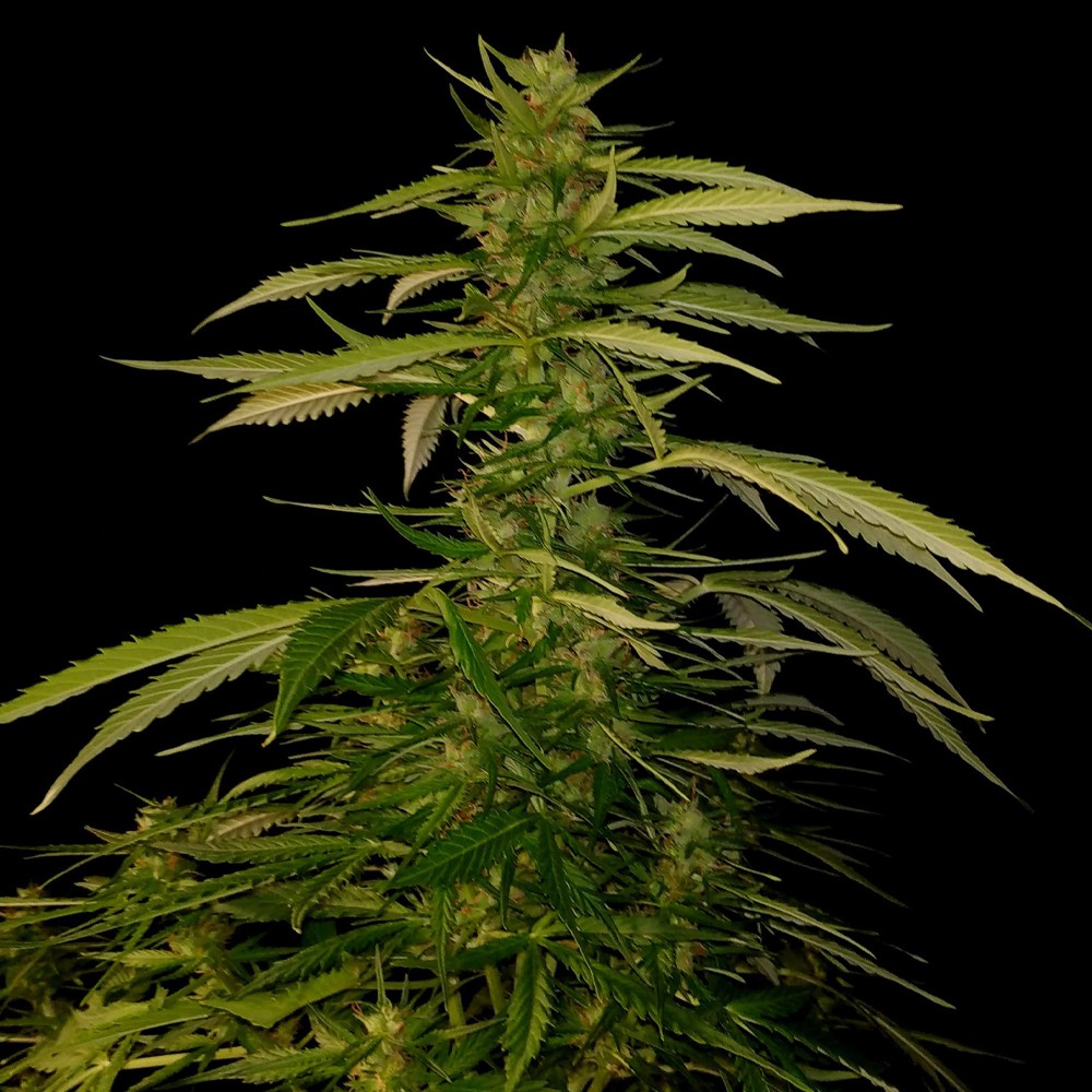 Lemon Haze Fast Version