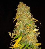 Acapulco Gold Autoflower