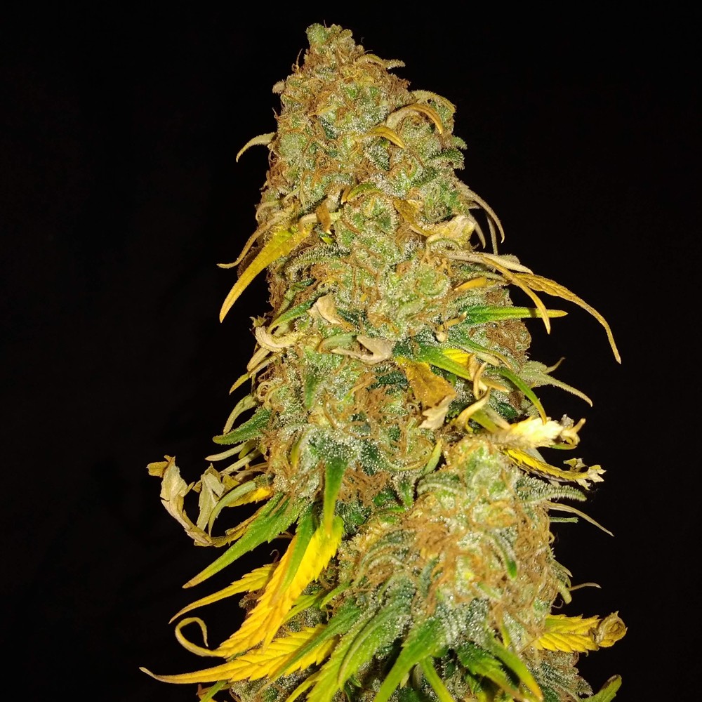 Acapulco Gold Autoflower