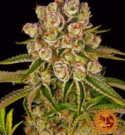 Kush Mints Feminized