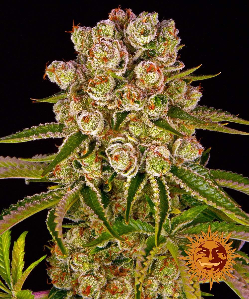 Kush Mints Feminized