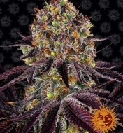 Runtz x Layer Cake Feminized