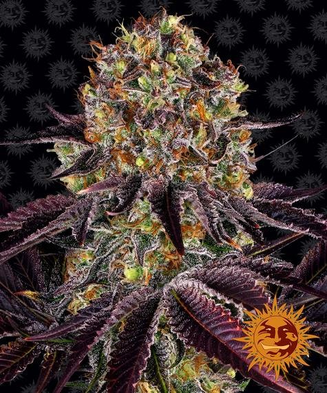 Runtz x Layer Cake Feminized