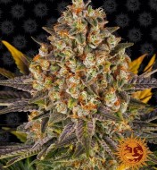 Banana Punch Feminized