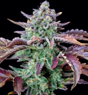 Gorilla Cookies Autoflower