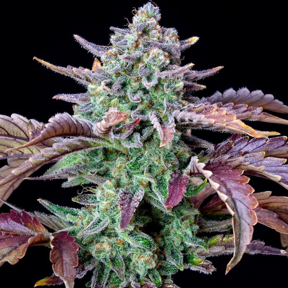 Gorilla Cookies Autoflower
