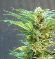 Thai Fantasy Feminized