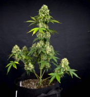 Frosty Blue OG Feminized