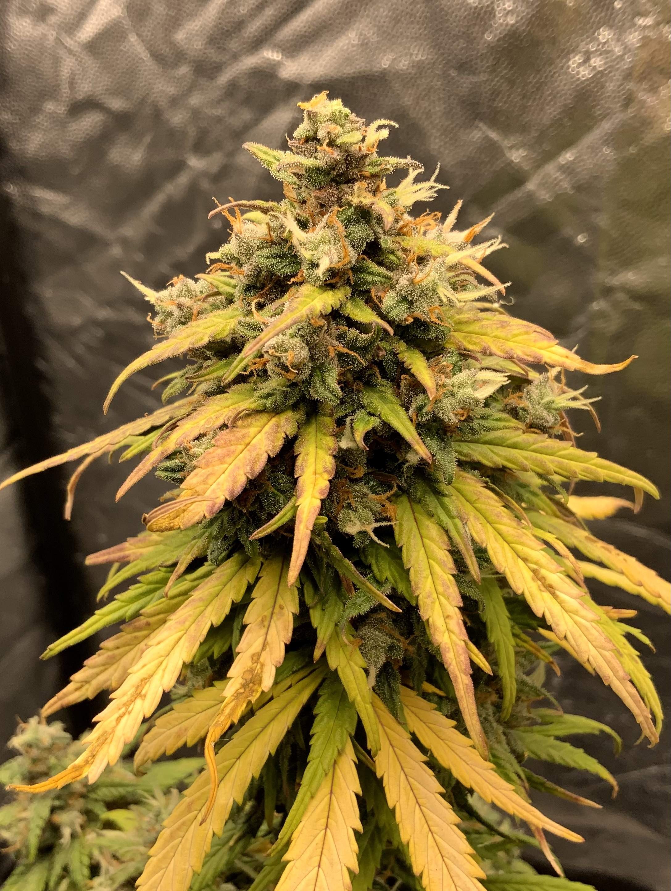 AK 47 Autoflower