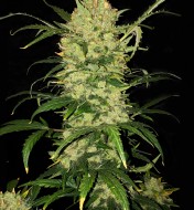 Rainbow Kush Autoflower