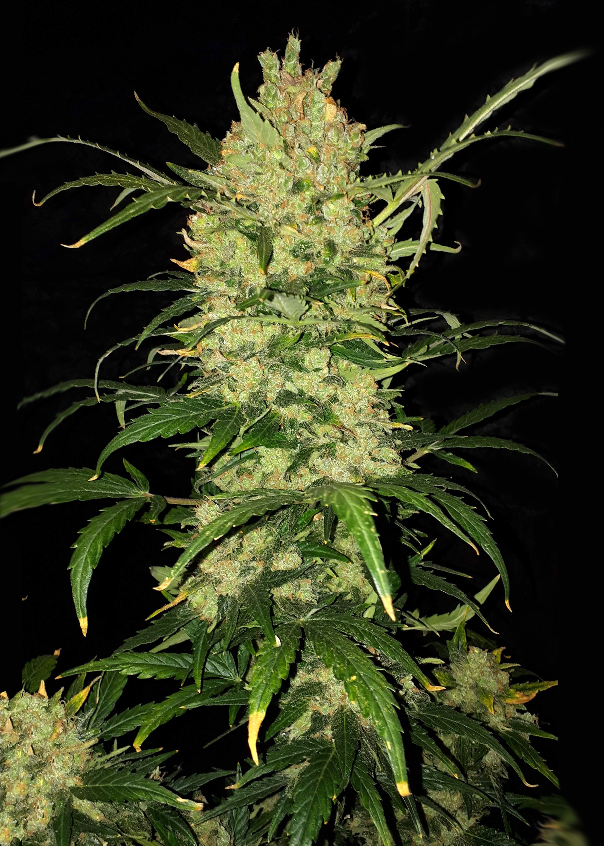 Rainbow Kush Autoflower