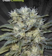 Chemdog Autoflower