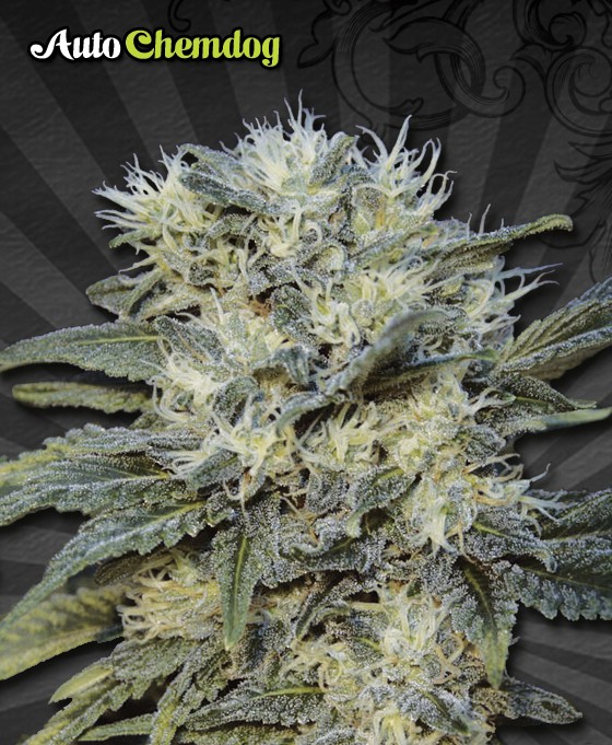 Chemdog Autoflower