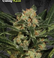 Candy Kush Feminized