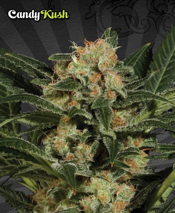Candy Kush Feminized
