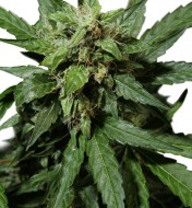 Durban Poison Autoflower