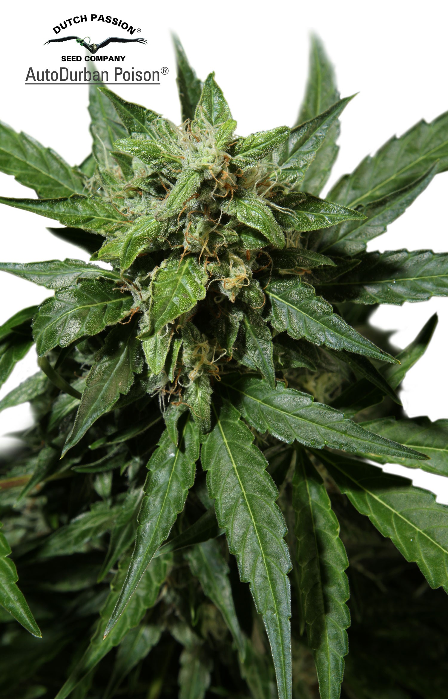 Durban Poison Autoflower