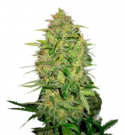 Lemon Skunk Feminized
