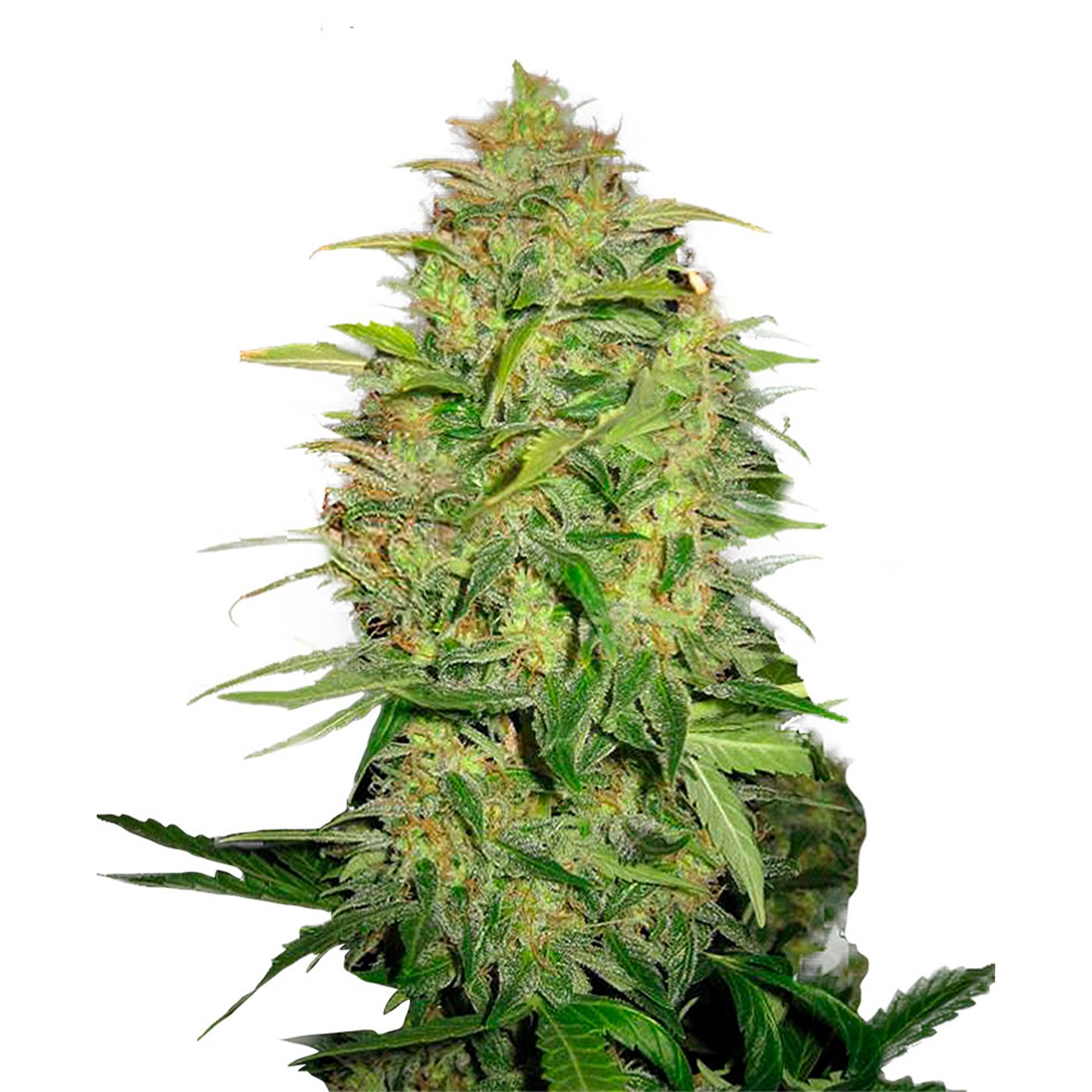 Lemon Skunk Feminized