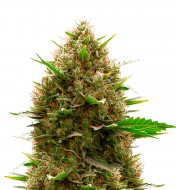 Amnesia Kush Autoflower