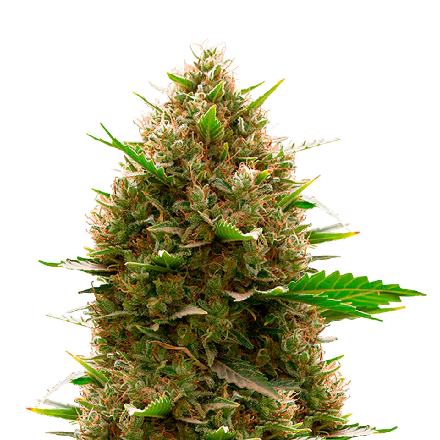 Amnesia Kush Autoflower