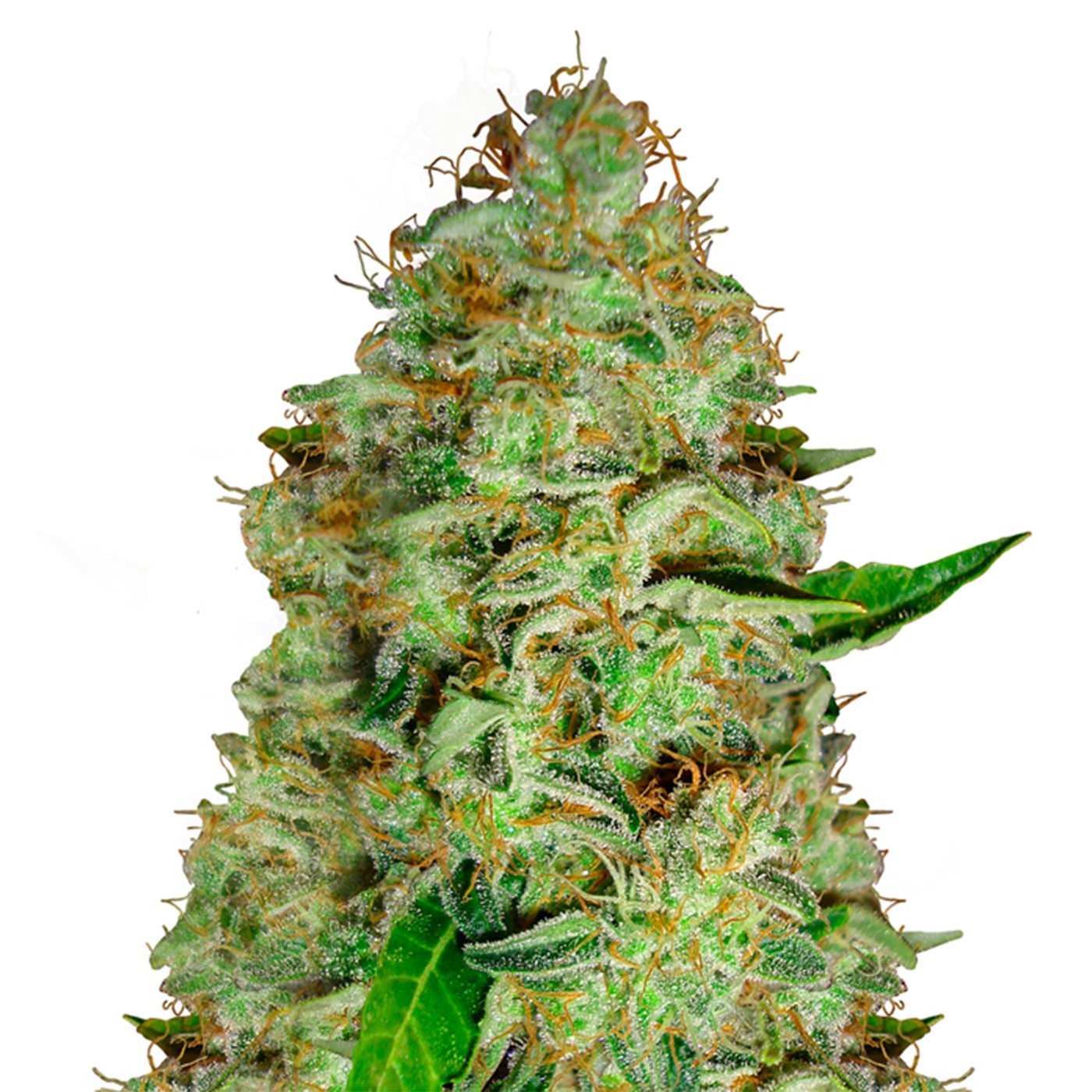 Sherbet Autoflower